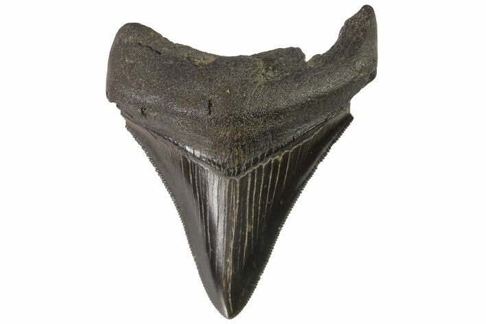 Serrated, Fossil Megalodon Tooth #74274